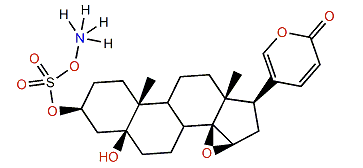 Marinobufagin 3-sulfate ammonium salt